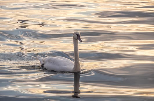 Beautiful View Of A Graceful Swan In Lake