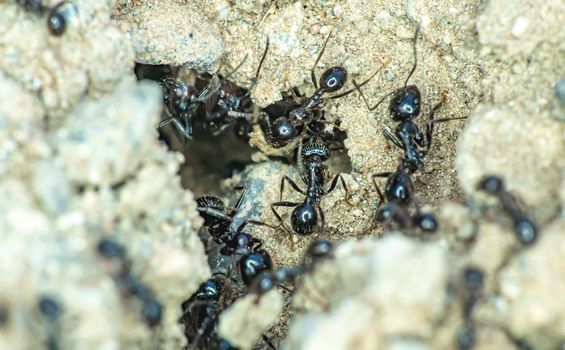 Group of ants on the ground close up