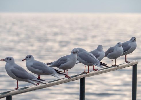 gulls Standing On Metal Fence, close up