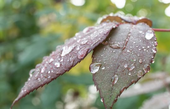 macro green leaf rain drop, close up