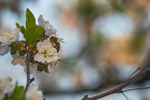 spring bee flower cherry in garden macro, close up