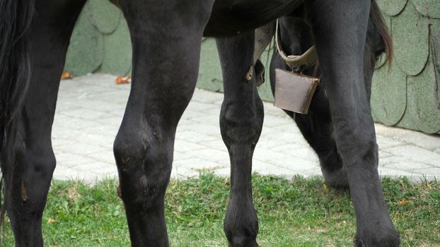 Horse  Grazing Grass In The Meadow
