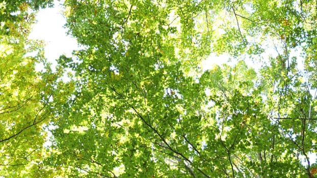 View Through Sunshine The Trees Green Leaf The Sunny Day.