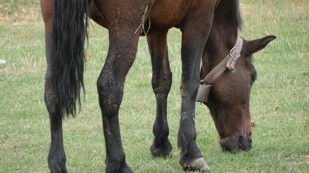 Horse  Grazing Grass In The Meadow