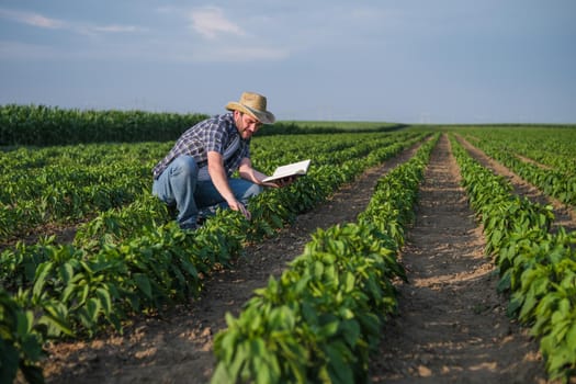 Farmer is examining his chili plantation.