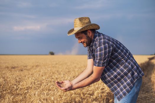 Agronomist is examining grain crops while harvesting is taking place.