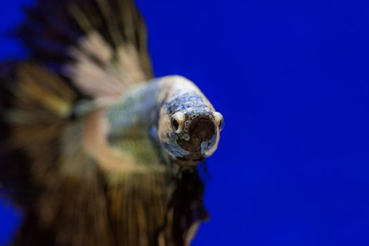 Betta fish, siamese fighting fish, betta splendens