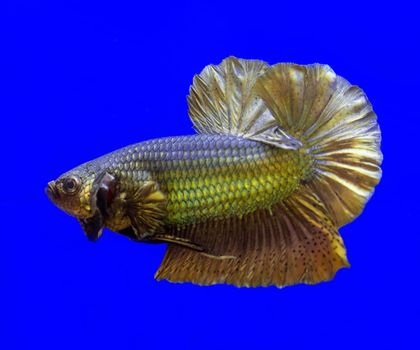 Betta fish, siamese fighting fish, betta splendens