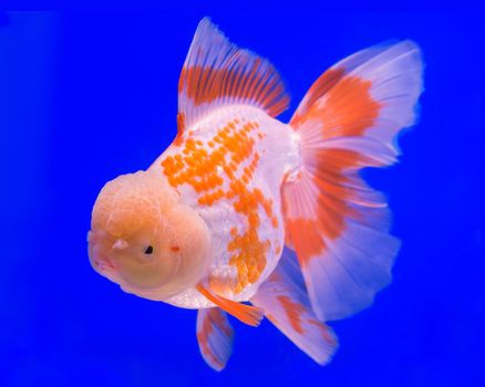 Gold fish in aquarium tank