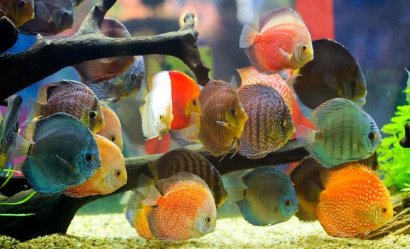 Discus (Symphysodon), multi-colored cichlids in the aquarium