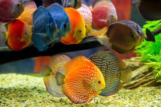 Discus (Symphysodon), multi-colored cichlids in the aquarium