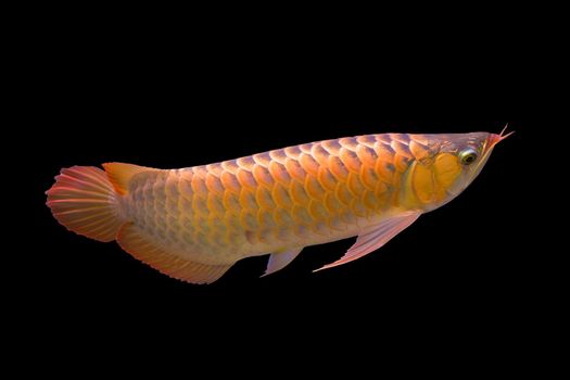 Red Arowana the Asian dragon fish