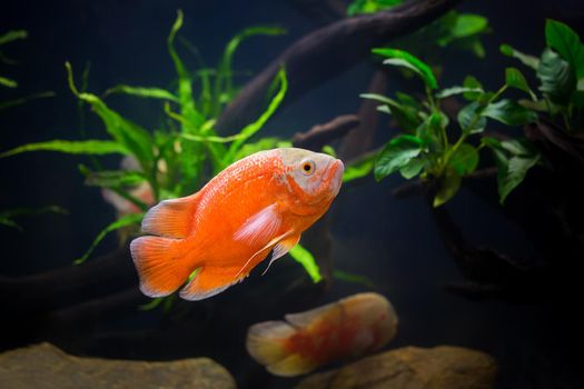 Oscar Fish