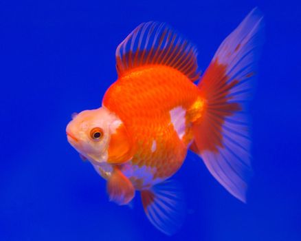 Ryukin goldfish in a blue background