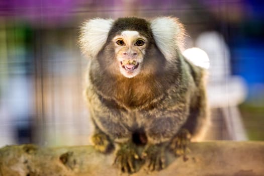 Common Marmoset.