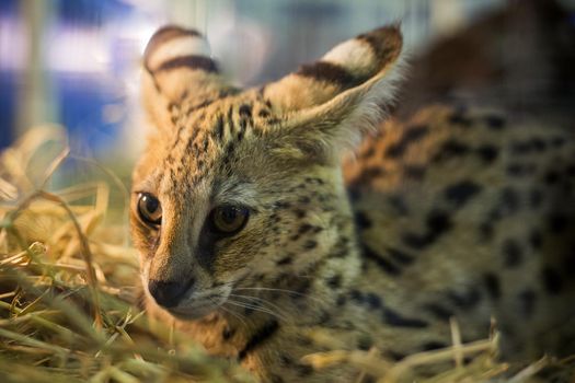 serval cat