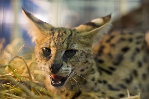 serval cat