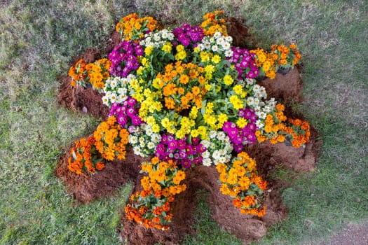 Colorful flowers in the garden