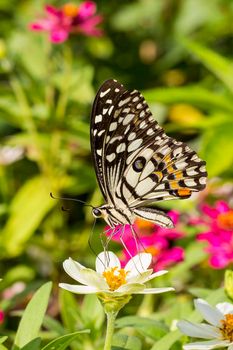 Butterfly in flower garden