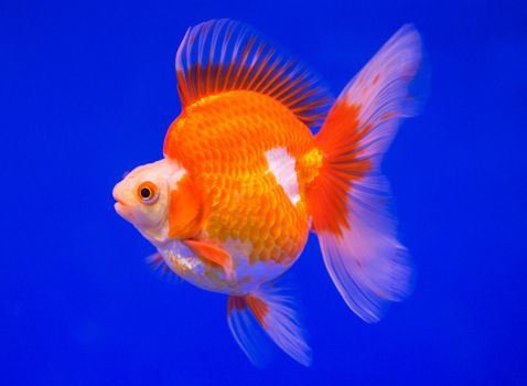 Ryukin goldfish in a blue background