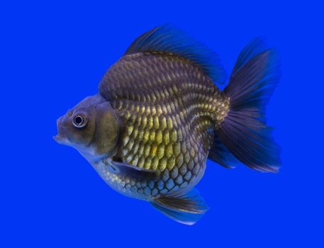 Ryukin goldfish in a blue background