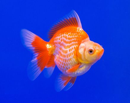 Ryukin goldfish in a blue background