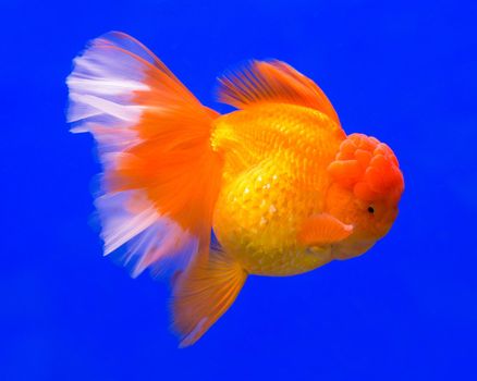 Gold fish in aquarium tank