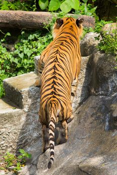 bengal tiger standing with bamboo bushes in background