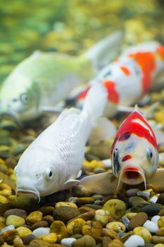 Carp in the aquarium