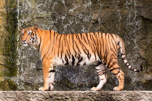 bengal tiger standing with bamboo bushes in background