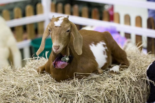 Goat in cage of zoo.