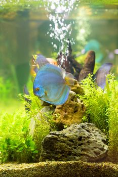 Discus (Symphysodon), multi-colored cichlids in the aquarium