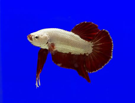 Betta fish, siamese fighting fish, betta splendens