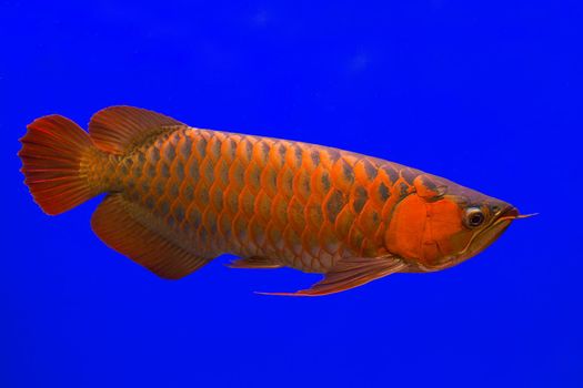 Red Arowana the Asian dragon fish