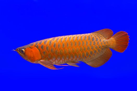 Red Arowana the Asian dragon fish