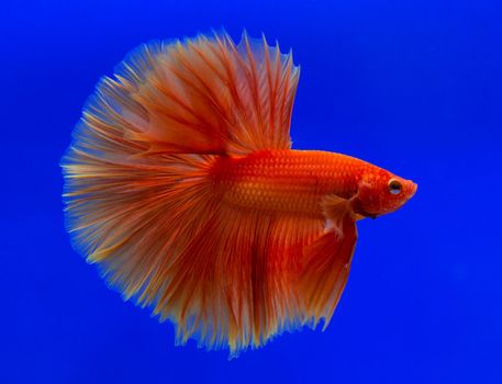 Betta fish, siamese fighting fish, betta splendens