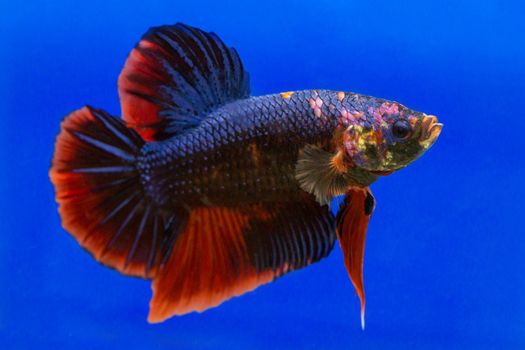 Betta fish, siamese fighting fish, betta splendens