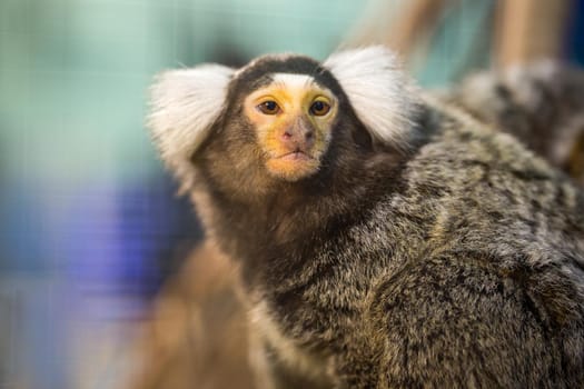 Common Marmoset.