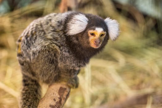 Common Marmoset.