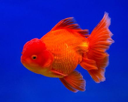 Gold fish in aquarium tank