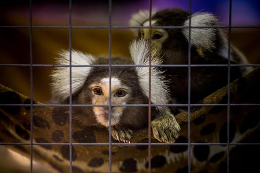 Common Marmoset.