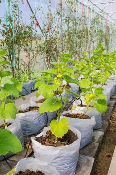 Hydroponics vegetables in plant farm