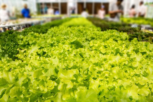 Hydroponics vegetables in plant farm