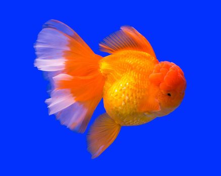 Gold fish in aquarium tank