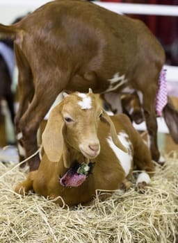 Goat in cage of zoo.