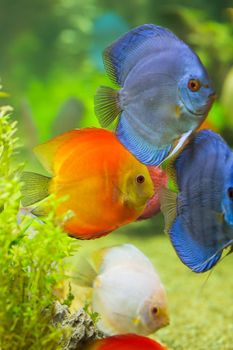 Discus (Symphysodon), multi-colored cichlids in the aquarium