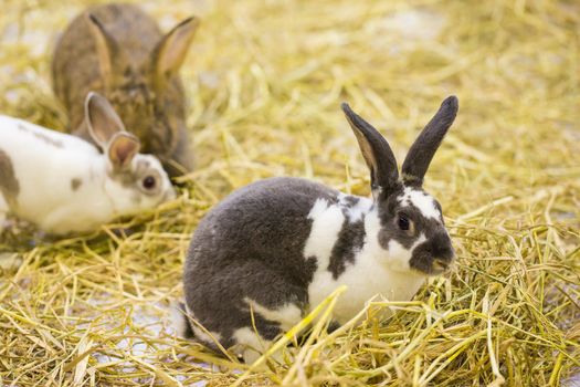 Rabbits in the cage