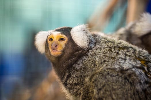 Common Marmoset.