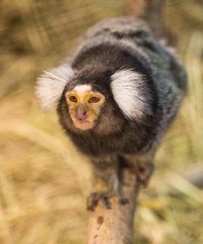 Common Marmoset.