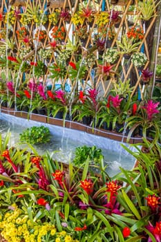 Colorful flowers in the garden